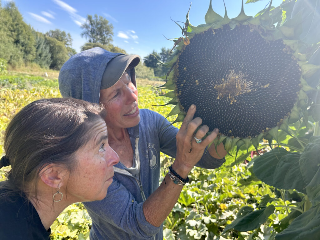 Sarah-Jules sunflower