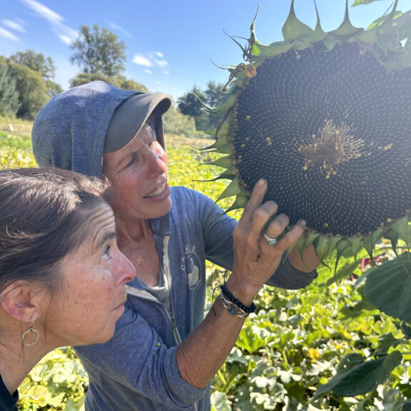 Sarah-Jules sunflower